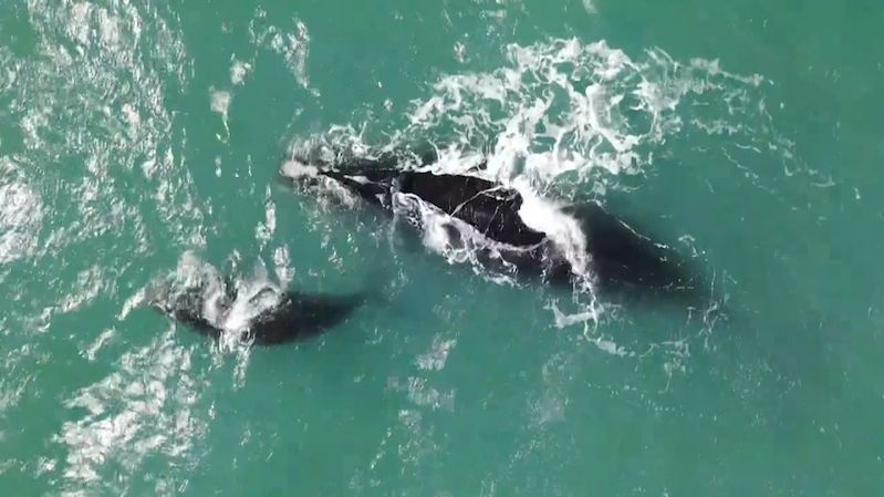 U Floridy se objevila kriticky ohrožená velryba s mládětem